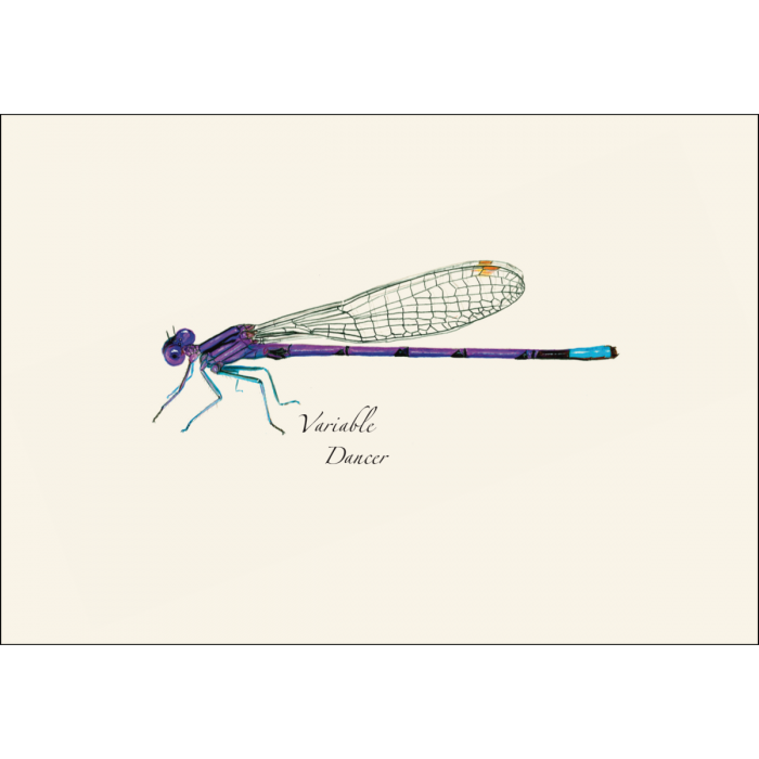 Dragonfly & Damselfly Assortment Notecards, 8ct