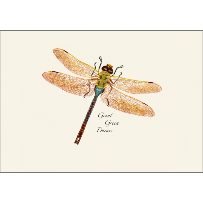 Dragonfly & Damselfly Assortment Notecards, 8ct