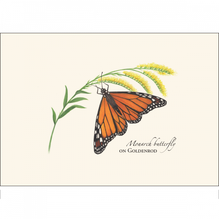 Monarch Butterfly on Goldenrod Notecards, 8 Ct.