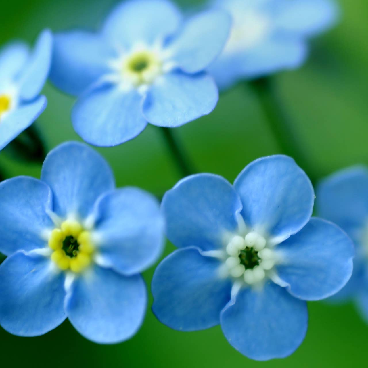 Forget-Me-Not Garden Sprinkles Seed Tin