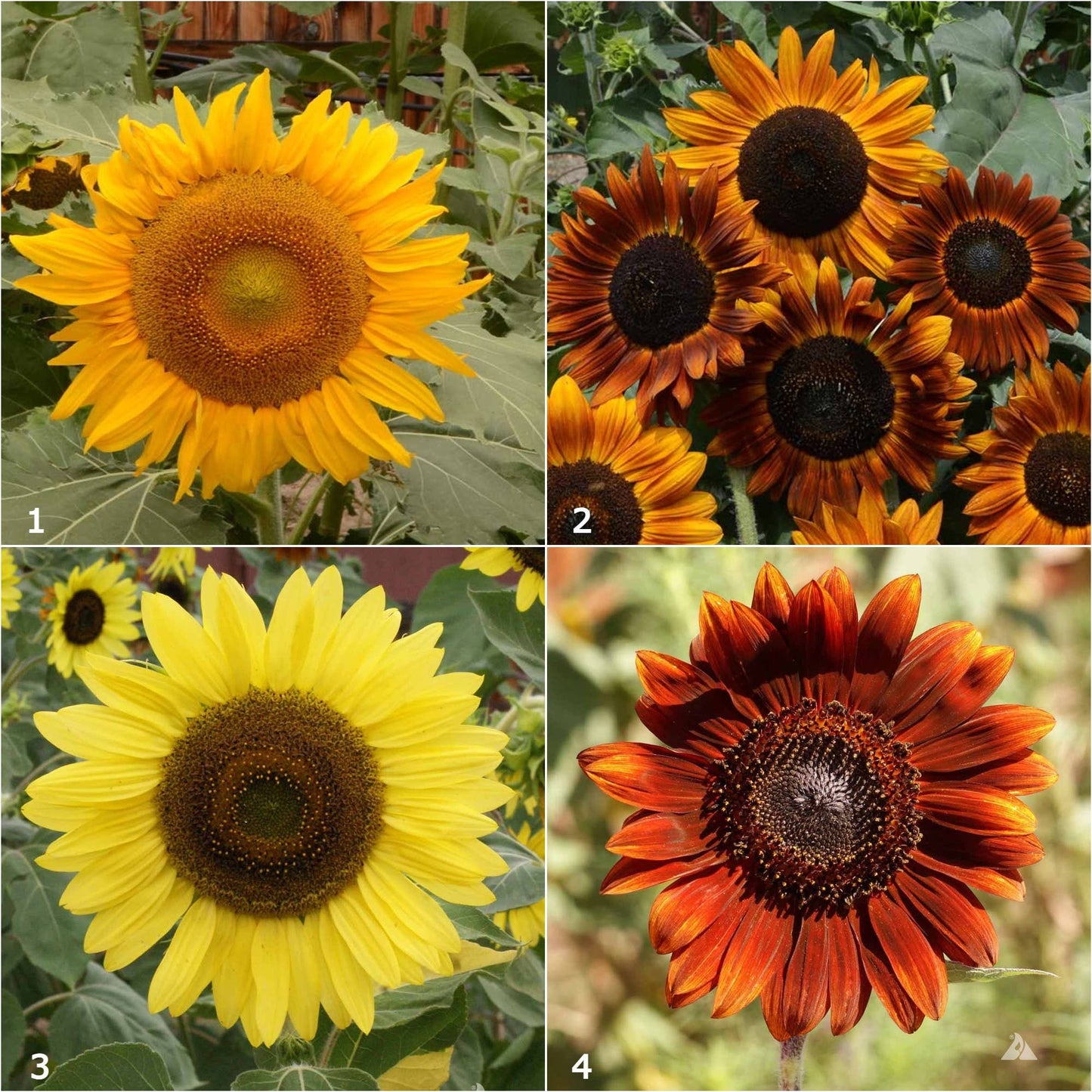 Grow Love Sunflower Garden Sprinkles Seed Tin