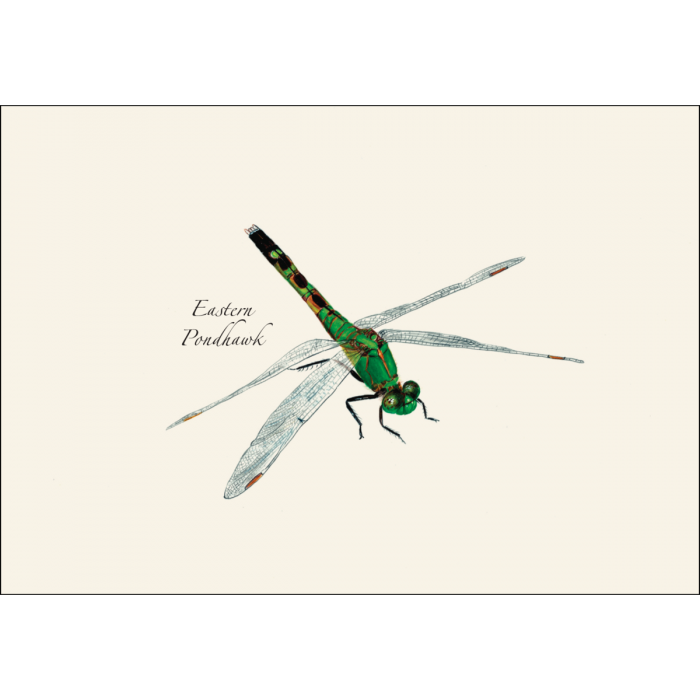 Dragonfly & Damselfly Assortment Notecards, 8ct