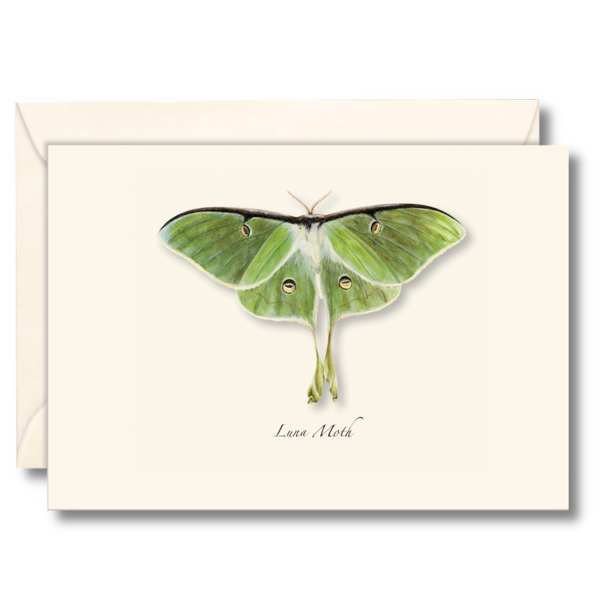 Luna Moth Notecards, 8  Ct