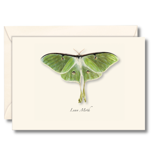 Luna Moth Notecards, 8  Ct