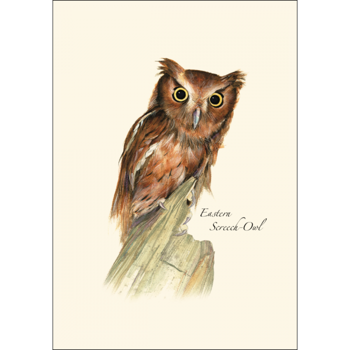 A watercolor-style illustration of an Eastern Screech-Owl perched on a branch, centered on a warm cream background with the text 'Eastern Screech-Owl' printed near the lower right of the bird.