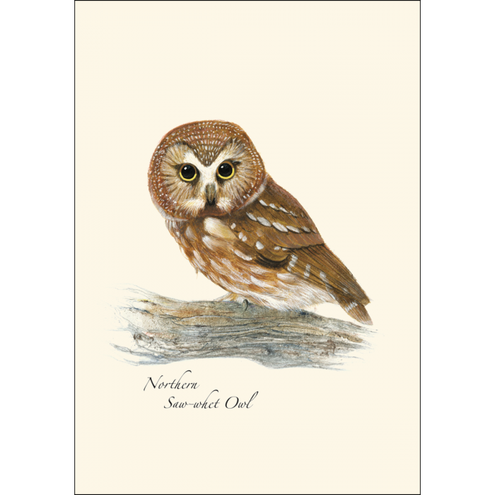 A vintage-style illustrated print of a Northern Saw-whet Owl perched on a branch, with the text 'Northern Saw-whet Owl' below, on a warm cream background.