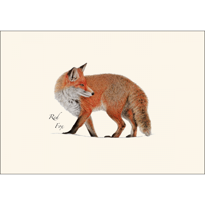 Illustration of a red fox on a beige background