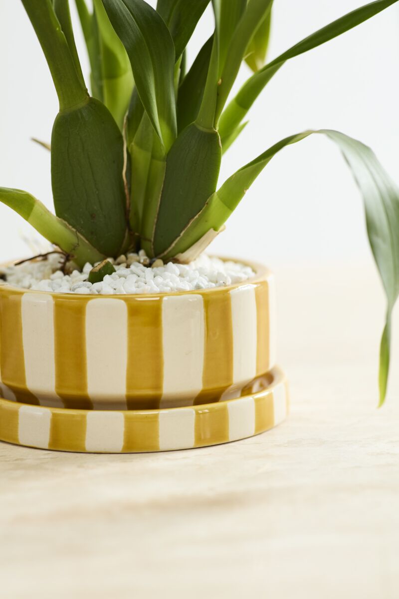 Saffron Pot with Saucer