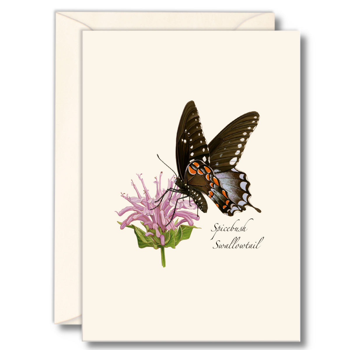 Boxed set of 8 assorted Spicebush Swallowtail folded blank 3.5x5 notecards illustrated by Emily Damstra, printed on recycled paper with envelopes.