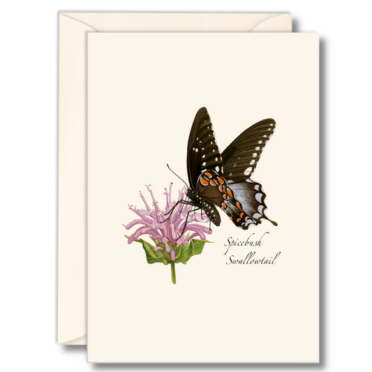 Boxed set of 8 assorted Spicebush Swallowtail folded blank 3.5x5 notecards illustrated by Emily Damstra, printed on recycled paper with envelopes.