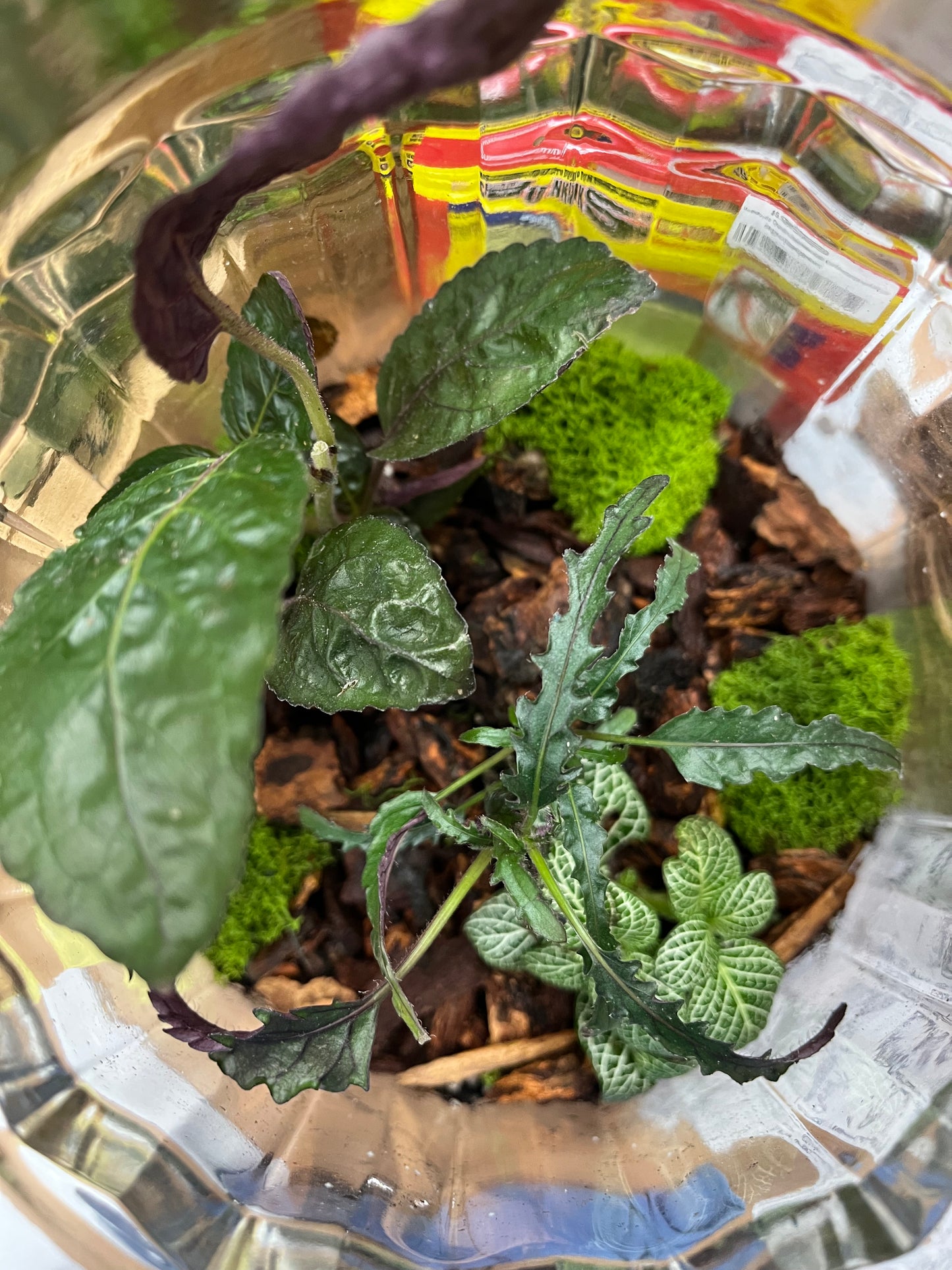 Terrarium Workshop - Thursday, July 30 at 5:30pm