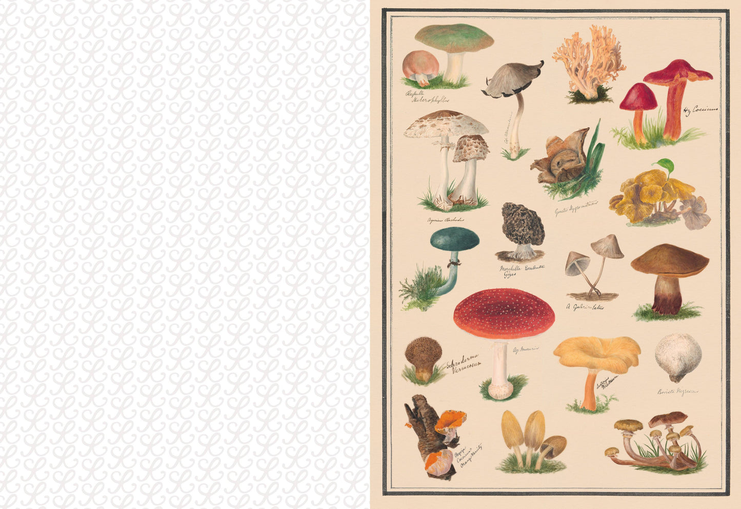 Illustration of various mushrooms on a beige background