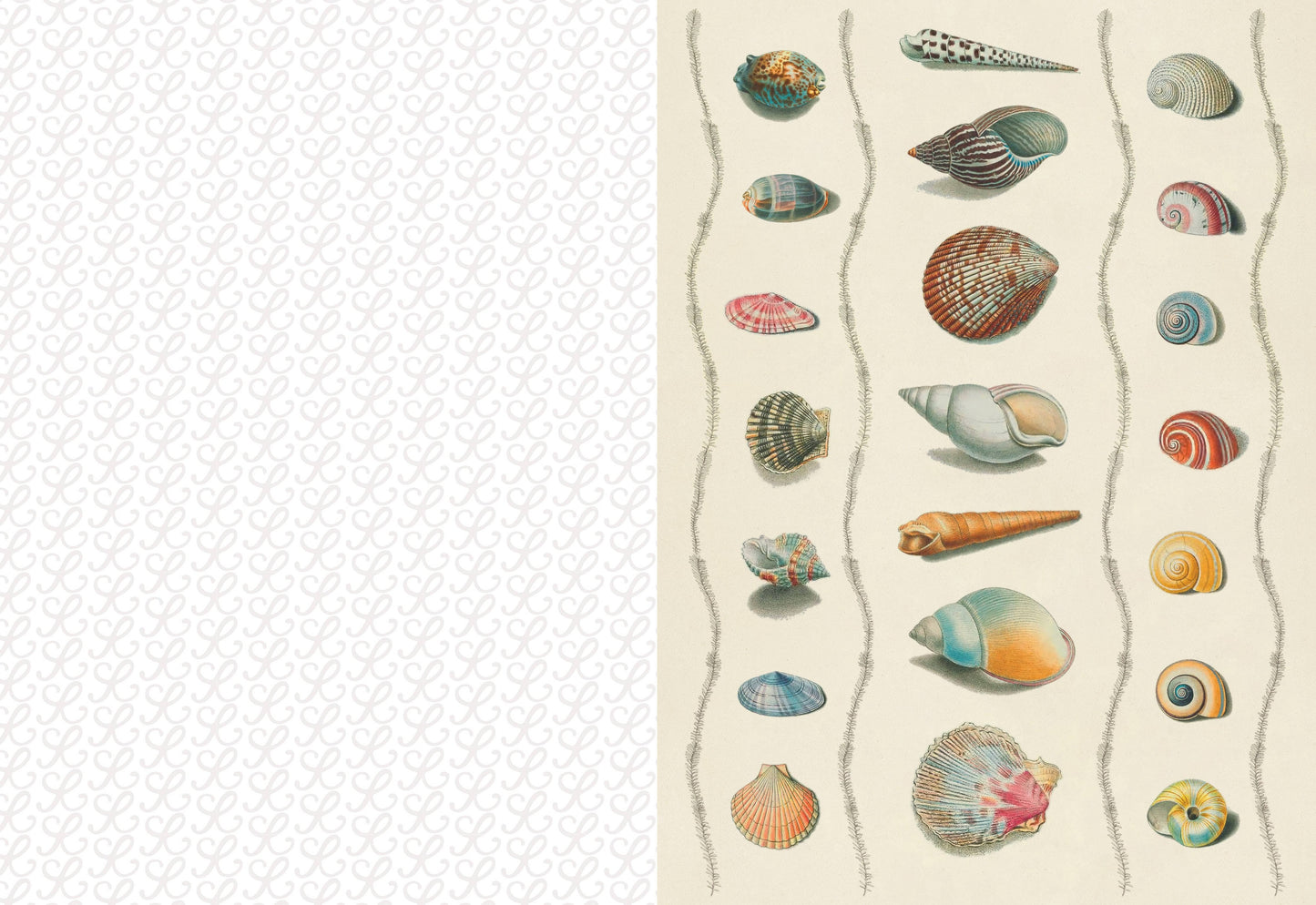 Illustration of various shells on a textured beige background