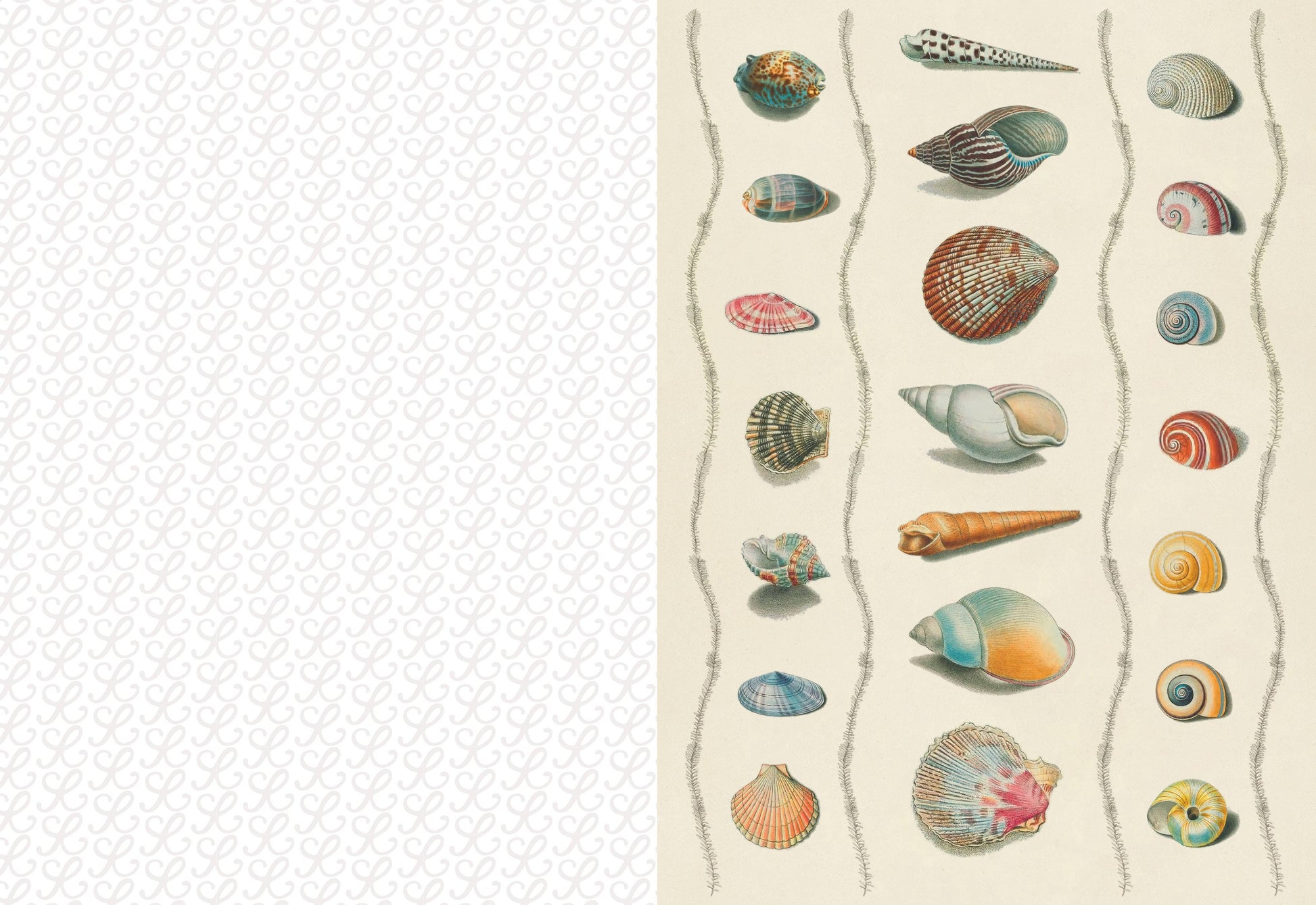 Illustration of various shells on a textured beige background